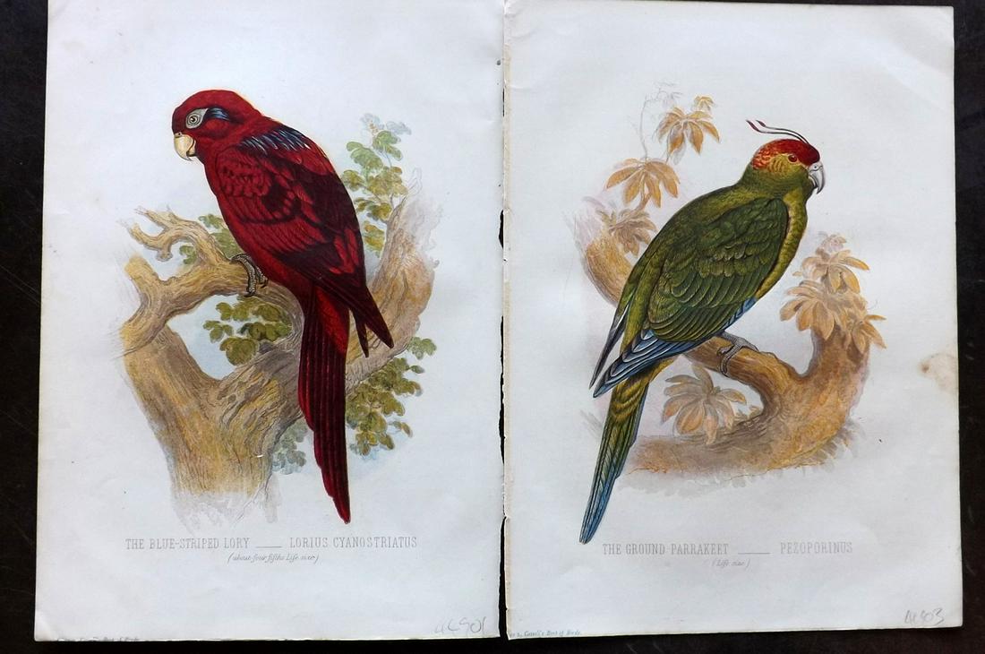 Jones, Thomas 1869 Pair of Bird Prints. Parrot (1 of 2)
