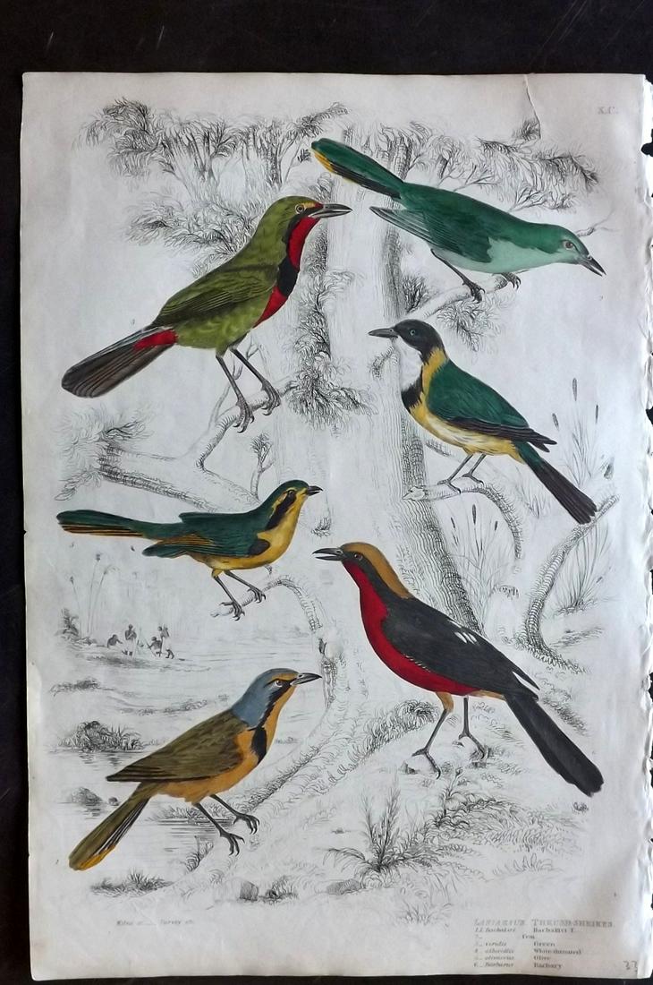 MacGillivray, William 1840 HC Bird Print Thrush Shrikes (1 of 2)