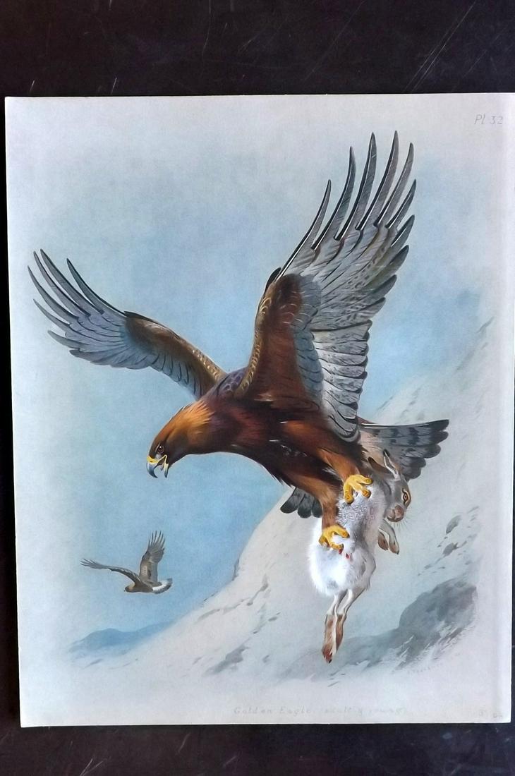 Thorburn, Archibald 1918 Folio Bird Print. Golden Eagle (1 of 2)
