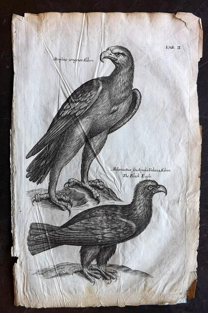 Willughby, Francis 1678 Bird Print. Black Eagle (1 of 2)