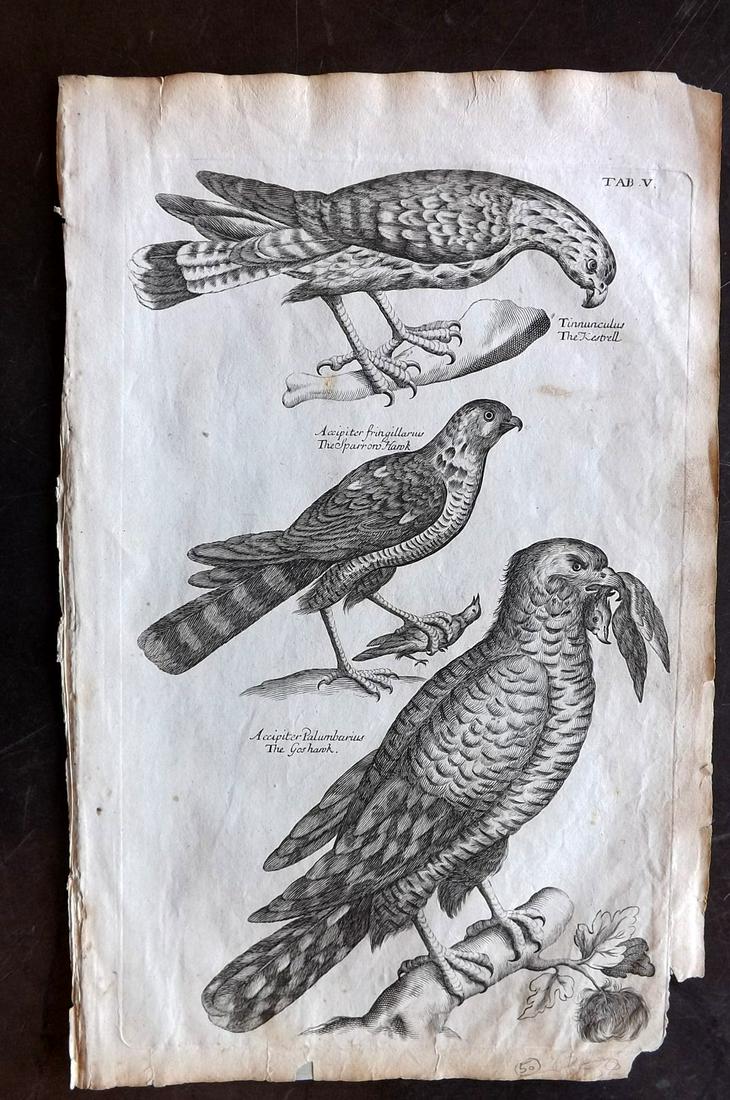 Willughby, Francis 1678 Bird. Kestrel, Hawk, Goshawk (1 of 2)