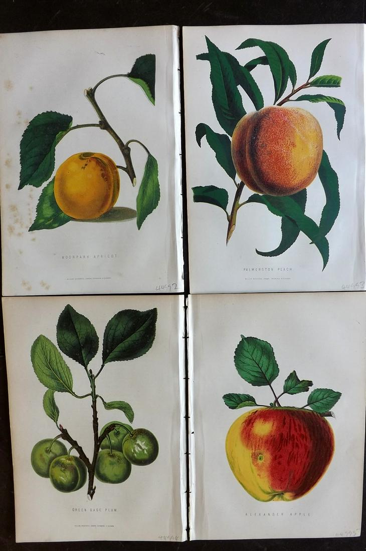 Anderson, James 1874 Lot of 4 Antique Fruit Prints (1 of 2)