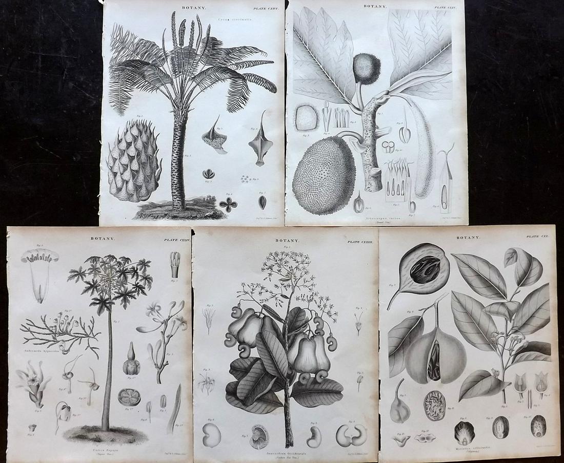Encyclo. Britannica C1830 Lot of 5 Botanical Prints (1 of 2)