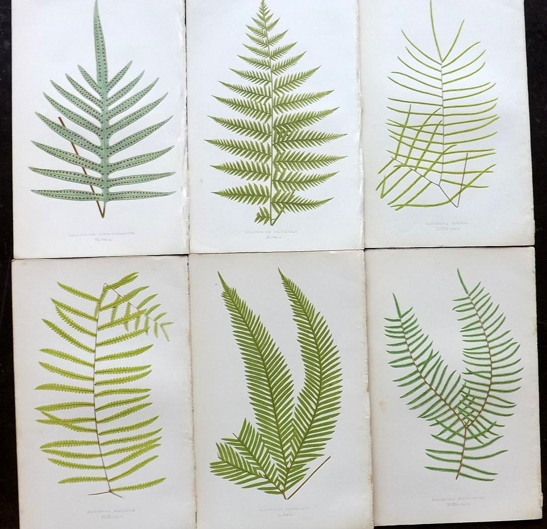 Lowe, Edward 1862 Lot of 6 Antique Fern Prints: Woodblocks Published 1856-62 by Groombridge and Sons, London for "Ferns: British and Exotic" by Edward Lowe. Illustrated by A.F. Lydon. Printed by Benjamin Fawcett. Paper Size: 10 x 6 inch (25 x 15cm)