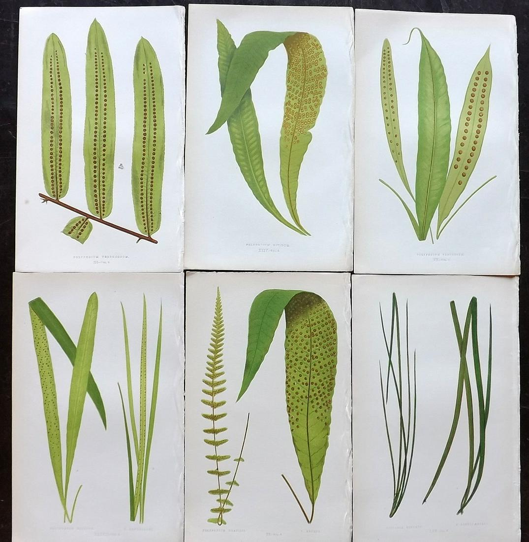 Lowe, Edward 1862 Lot of 6 Antique Fern Prints: Woodblocks Published 1856-62 by Groombridge and Sons, London for "Ferns: British and Exotic" by Edward Lowe. Illustrated by A.F. Lydon. Printed by Benjamin Fawcett. Paper Size: 10 x 6 inch (25 x 15cm)