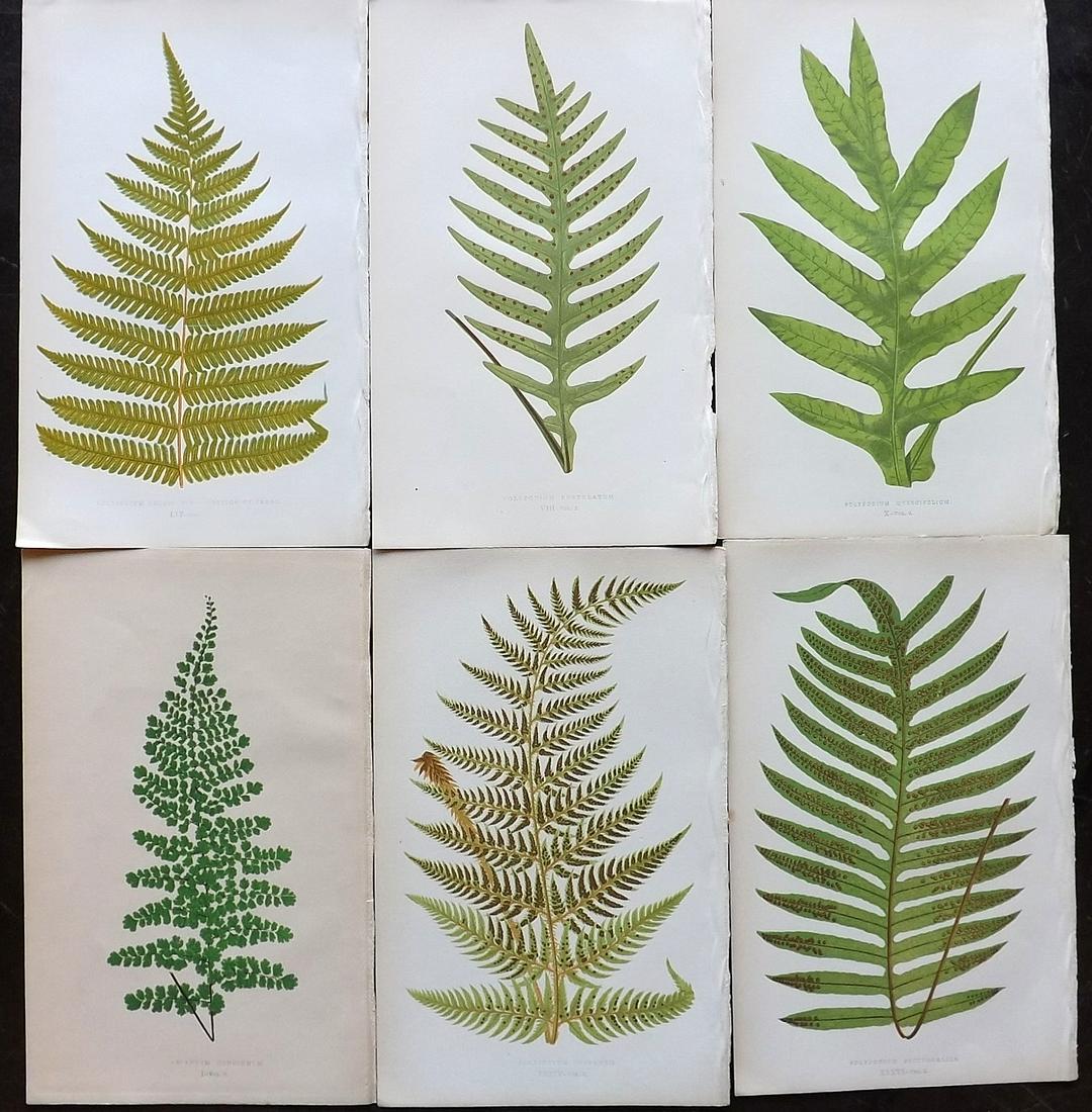 Lowe, Edward 1862 Lot of 6 Antique Fern Prints: Woodblocks Published 1856-62 by Groombridge and Sons, London for "Ferns: British and Exotic" by Edward Lowe. Illustrated by A.F. Lydon. Printed by Benjamin Fawcett. Paper Size: 10 x 6 inch (25 x 15cm)
