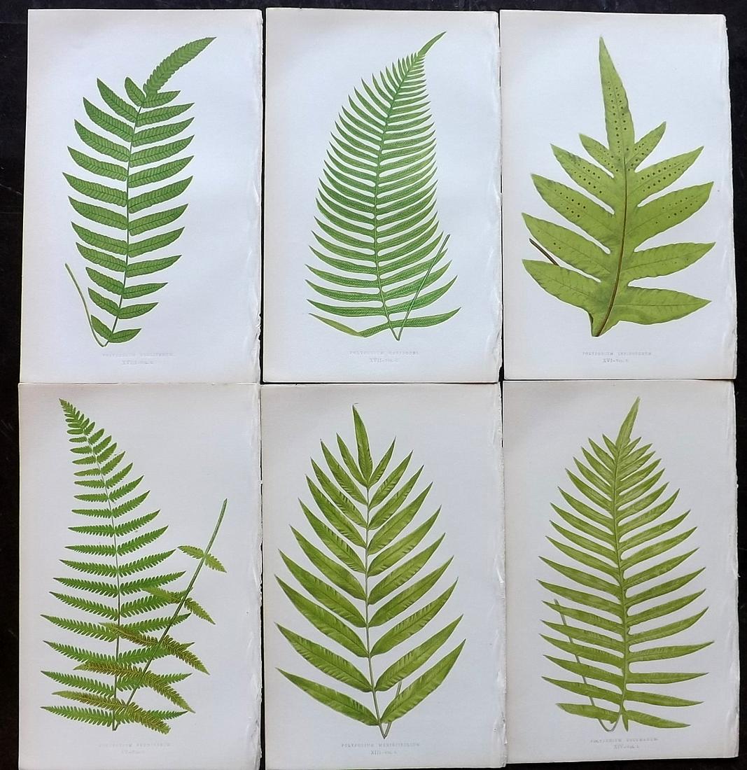 Lowe, Edward 1862 Lot of 6 Antique Fern Prints: Woodblocks Published 1856-62 by Groombridge and Sons, London for "Ferns: British and Exotic" by Edward Lowe. Illustrated by A.F. Lydon. Printed by Benjamin Fawcett. Paper Size: 10 x 6 inch (25 x 15cm)