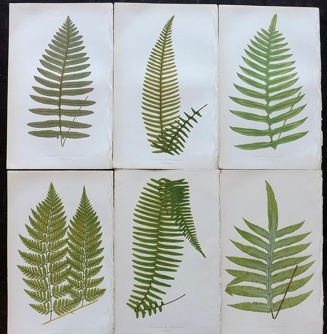 Lowe, Edward 1862 Lot of 6 Antique Fern Prints: Woodblocks Published 1856-62 by Groombridge and Sons, London for "Ferns: British and Exotic" by Edward Lowe. Illustrated by A.F. Lydon. Printed by Benjamin Fawcett. Paper Size: 10 x 6 inch (25 x 15cm)