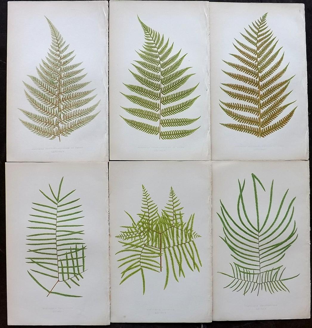 Lowe, Edward 1862 Lot of 6 Antique Fern Prints: Woodblocks Published 1856-62 by Groombridge and Sons, London for "Ferns: British and Exotic" by Edward Lowe. Illustrated by A.F. Lydon. Printed by Benjamin Fawcett. Paper Size: 10 x 6 inch (25 x 15cm)