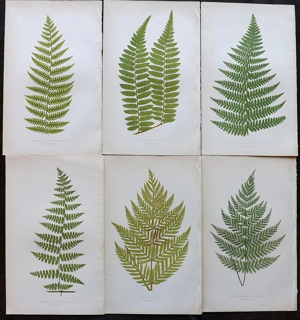 Lowe, Edward 1862 Lot of 6 Antique Fern Prints: Woodblocks Published 1856-62 by Groombridge and Sons, London for "Ferns: British and Exotic" by Edward Lowe. Illustrated by A.F. Lydon. Printed by Benjamin Fawcett. Paper Size: 10 x 6 inch (25 x 15cm)