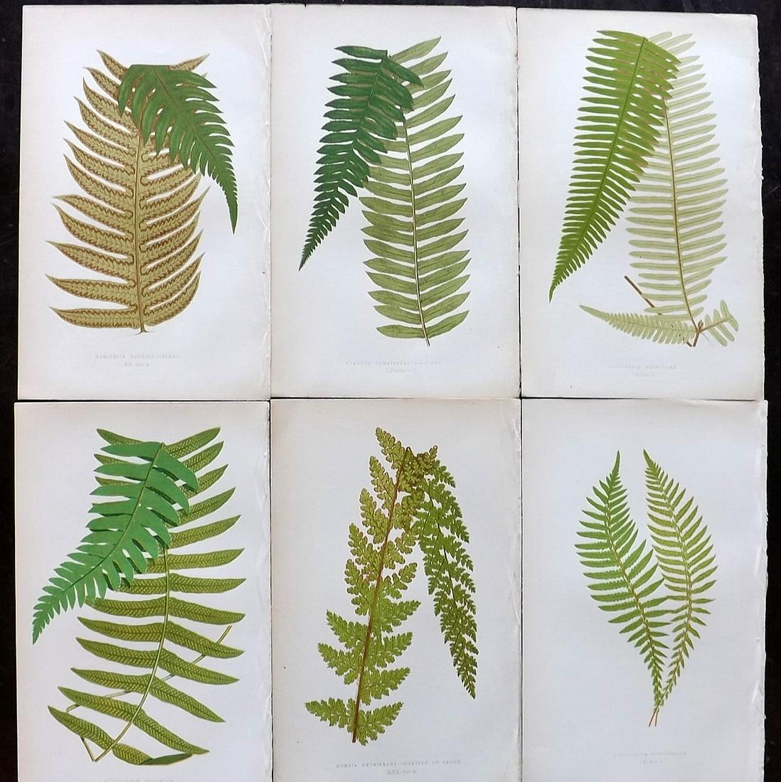 Lowe, Edward 1862 Lot of 6 Antique Fern Prints: Woodblocks Published 1856-62 by Groombridge and Sons, London for "Ferns: British and Exotic" by Edward Lowe. Illustrated by A.F. Lydon. Printed by Benjamin Fawcett. Paper Size: 10 x 6 inch (25 x 15cm)