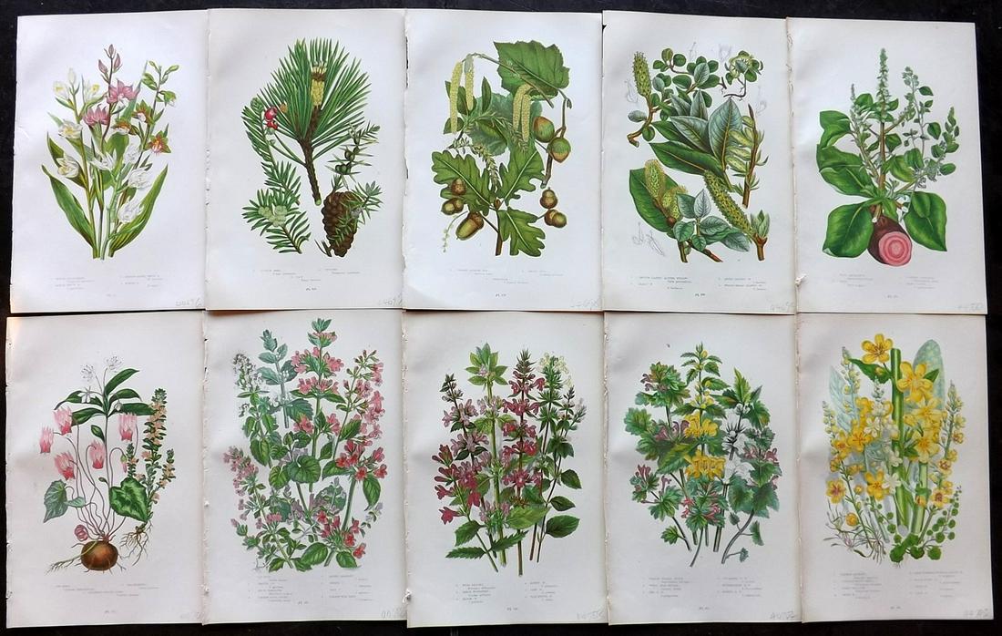 Pratt, Anne 1899 Lot of 10 Antique Botanical Prints: Chromolithographs Published 1899-1905 by Frederick Warne & Co, London for "The Flowering Plants, Grasses, Sedges & Ferns of Great Britain" by Anne Pratt. Paper Size: 9.5 x 6 inch (24 x 15cm) Good Cond