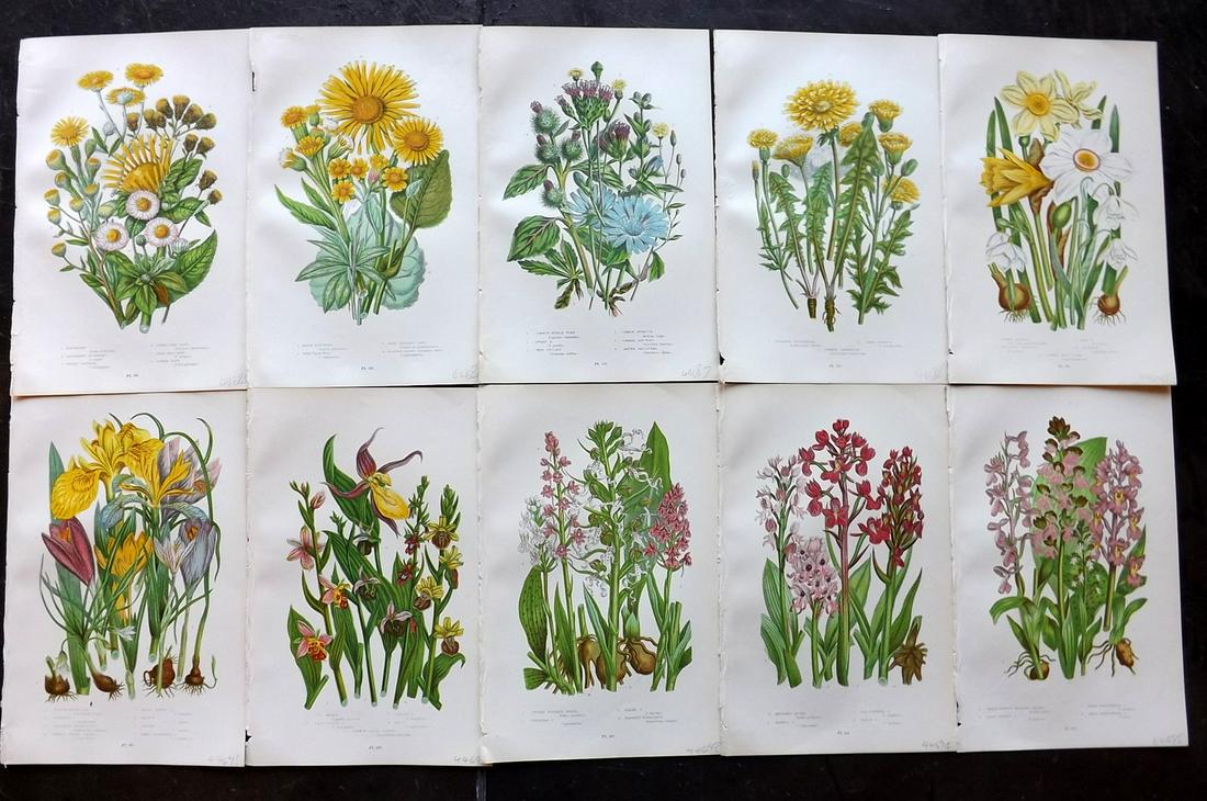 Pratt, Anne 1899 Lot of 10 Antique Botanical Prints: Chromolithographs Published 1899-1905 by Frederick Warne & Co, London for "The Flowering Plants, Grasses, Sedges & Ferns of Great Britain" by Anne Pratt. Paper Size: 9.5 x 6 inch (24 x 15cm) Good Cond