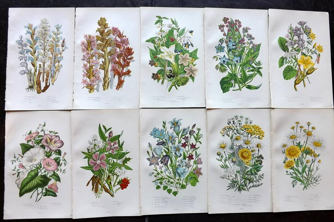 Pratt, Anne 1899 Lot of 10 Antique Botanical Prints: Chromolithographs Published 1899-1905 by Frederick Warne & Co, London for "The Flowering Plants, Grasses, Sedges & Ferns of Great Britain" by Anne Pratt. Paper Size: 9.5 x 6 inch (24 x 15cm) Good Cond