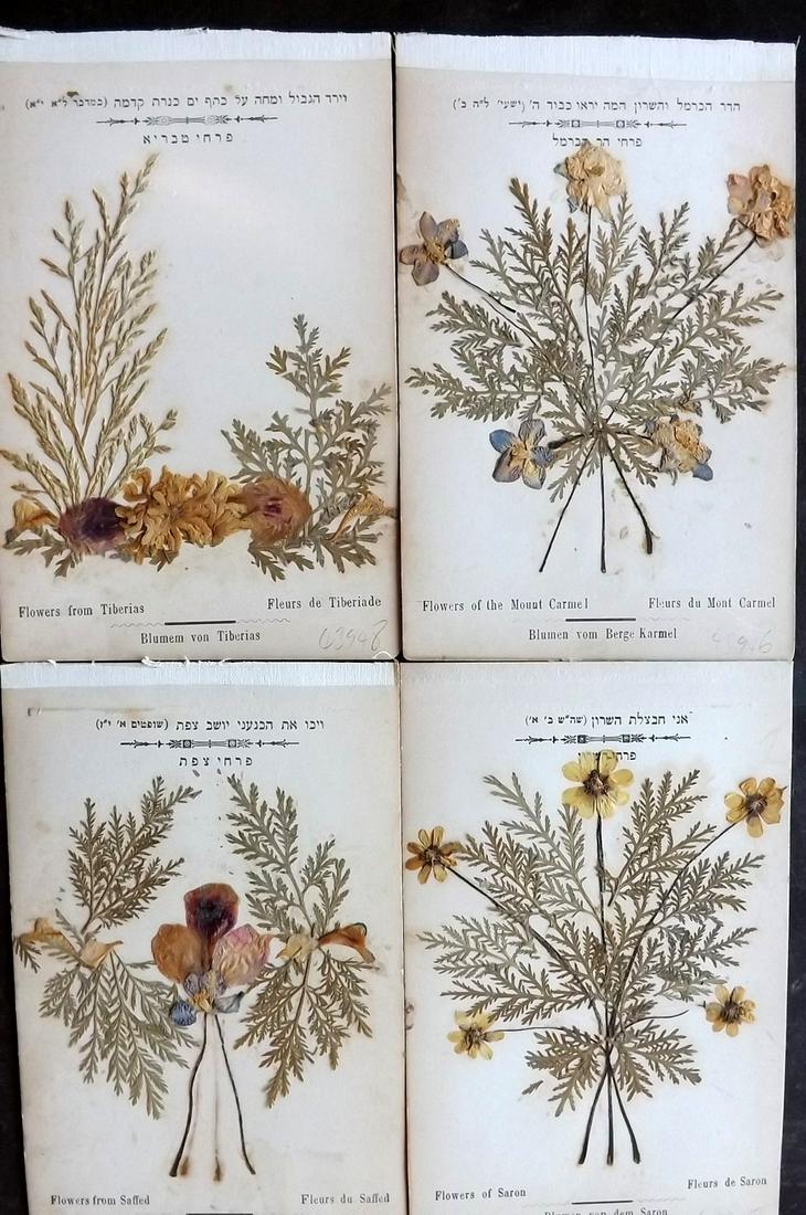 Pressed Flowers C1900 Lot of 4 Samples. Holy Land (1 of 2)