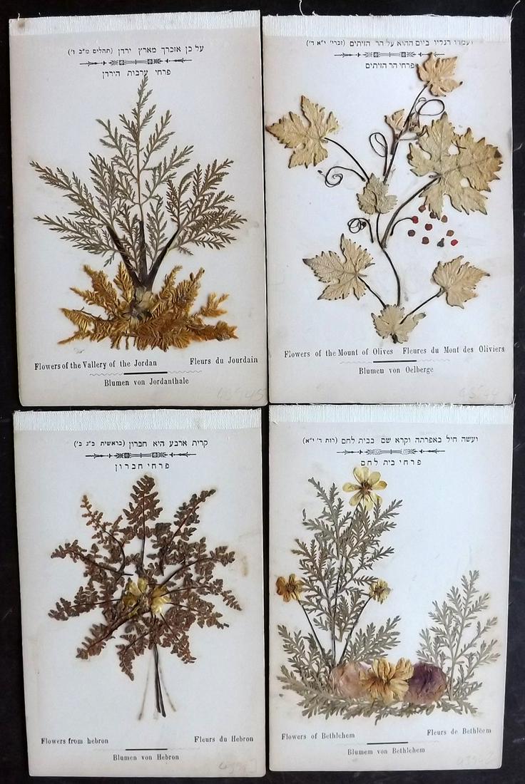 Pressed Flowers C1900 Lot of 4 Samples. Holy Land (1 of 2)