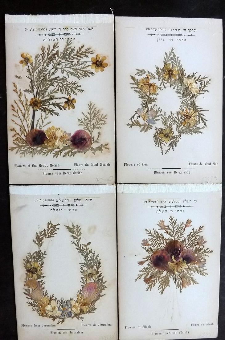 Pressed Flowers C1900 Lot of 4 Samples. Holy Land (1 of 2)