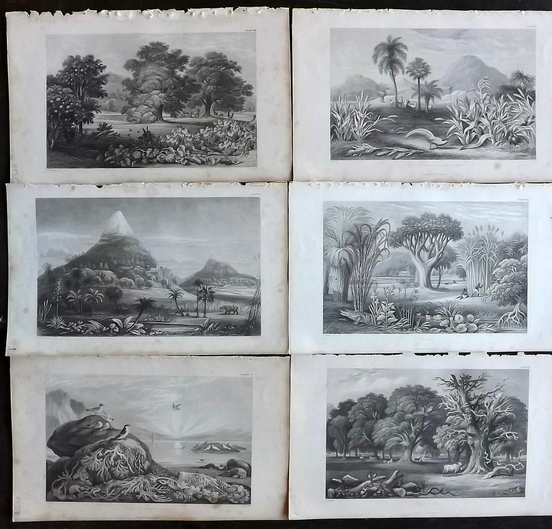 Rhind, William 1857 Lot of 6 Botanical Prints (1 of 2)