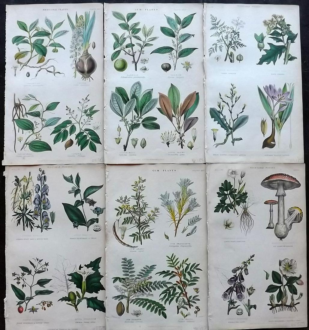 Rhind, William 1857 Lot of 6 Hand Col Botanical Prints (1 of 2)