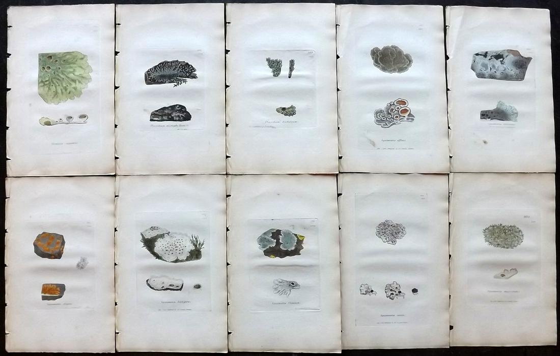 Sowerby, James 1846 Lot 10 HC Botanical Prints. Lichens: Hand Coloured Etchings Published London, 1832-46 for "English Botany; or, Coloured Figures of British Plants…" Second Edition by James Sowerby and Edward Smith. Paper Size: 9 x 5.5 inch (23 x 14cm) 