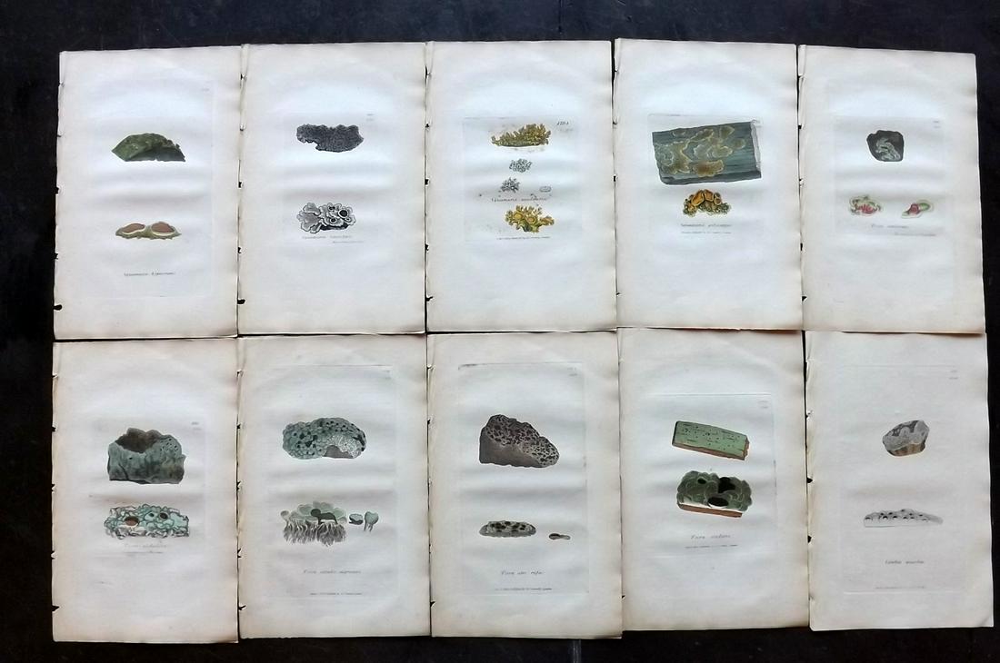 Sowerby, James 1846 Lot 10 HC Botanical Prints. Lichens: Hand Coloured Etchings Published London, 1832-46 for "English Botany; or, Coloured Figures of British Plants…" Second Edition by James Sowerby and Edward Smith. Paper Size: 9 x 5.5 inch (23 x 14cm) 