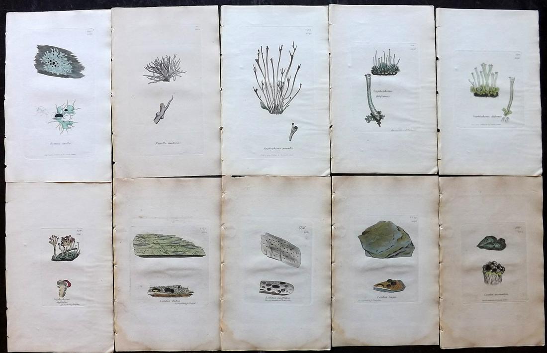Sowerby, James 1846 Lot 10 HC Botanical Prints. Lichens: Hand Coloured Etchings Published London, 1832-46 for "English Botany; or, Coloured Figures of British Plants…" Second Edition by James Sowerby and Edward Smith. Paper Size: 9 x 5.5 inch (23 x 14cm) 