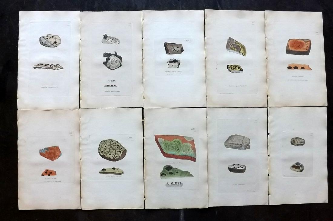 Sowerby, James 1846 Lot 10 HC Botanical Prints. Lichens: Hand Coloured Etchings Published London, 1832-46 for "English Botany; or, Coloured Figures of British Plants…" Second Edition by James Sowerby and Edward Smith. Paper Size: 9 x 5.5 inch (23 x 14cm) 