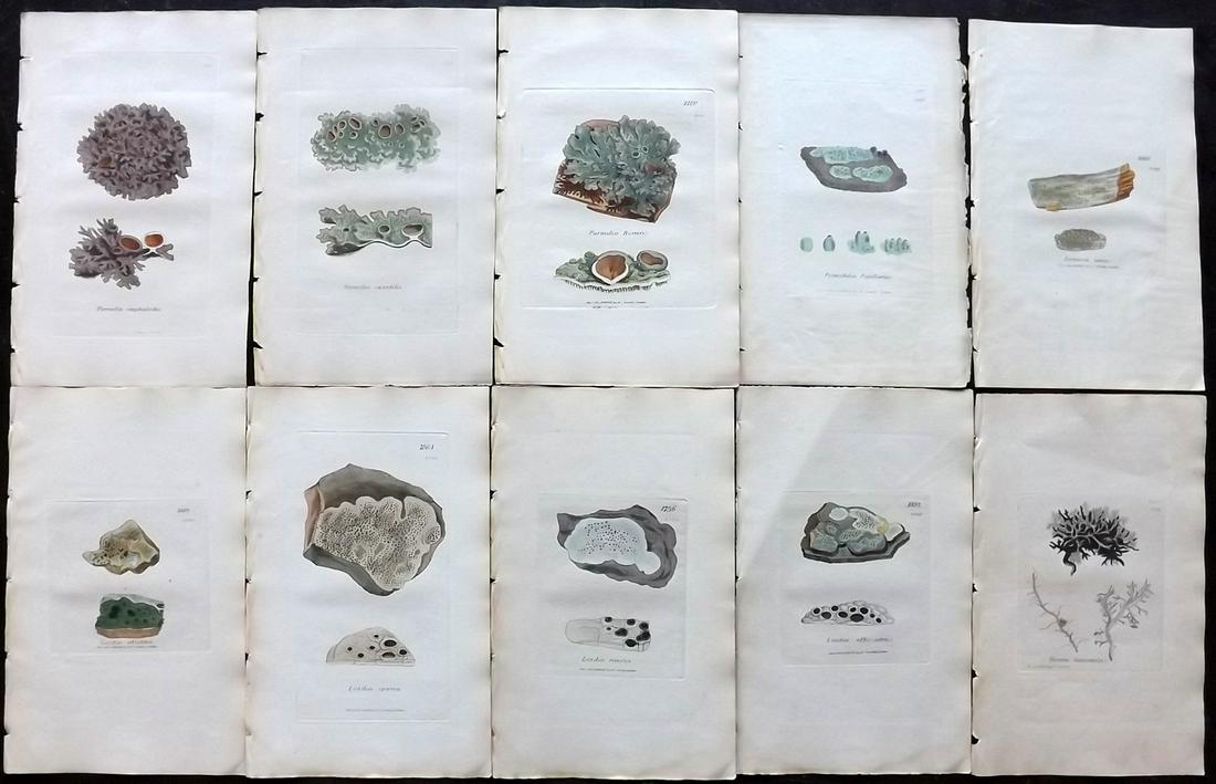 Sowerby, James 1846 Lot 10 HC Botanical Prints. Lichens: Hand Coloured Etchings Published London, 1832-46 for "English Botany; or, Coloured Figures of British Plants…" Second Edition by James Sowerby and Edward Smith. Paper Size: 9 x 5.5 inch (23 x 14cm) 