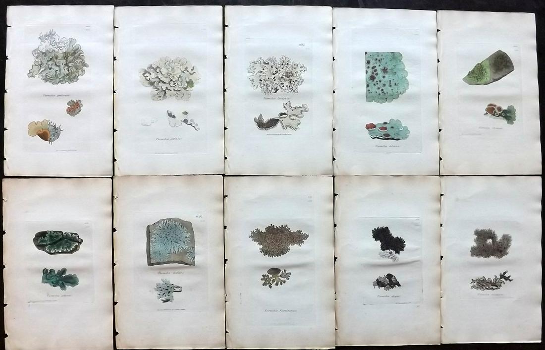 Sowerby, James 1846 Lot 10 HC Botanical Prints. Lichens: Hand Coloured Etchings Published London, 1832-46 for "English Botany; or, Coloured Figures of British Plants…" Second Edition by James Sowerby and Edward Smith. Paper Size: 9 x 5.5 inch (23 x 14cm) 