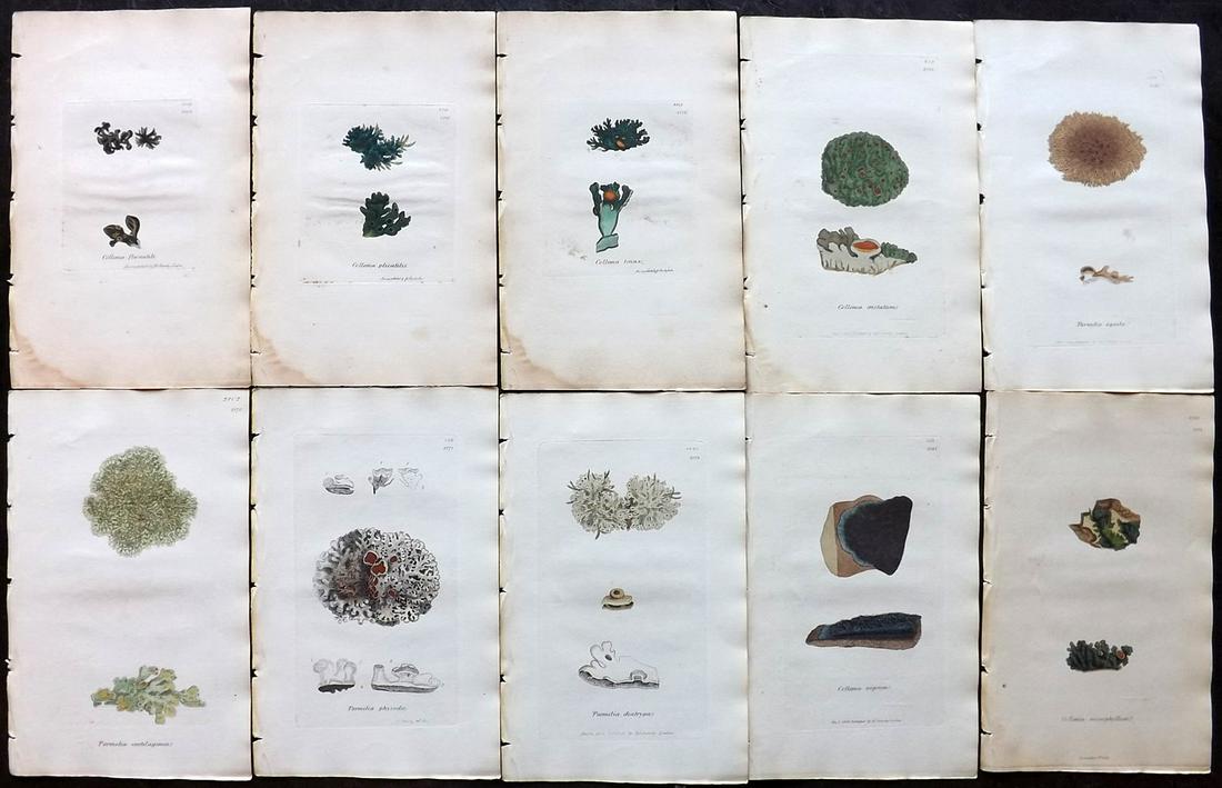Sowerby, James 1846 Lot 10 HC Botanical Prints. Lichens: Hand Coloured Etchings Published London, 1832-46 for "English Botany; or, Coloured Figures of British Plants…" Second Edition by James Sowerby and Edward Smith. Paper Size: 9 x 5.5 inch (23 x 14cm) 