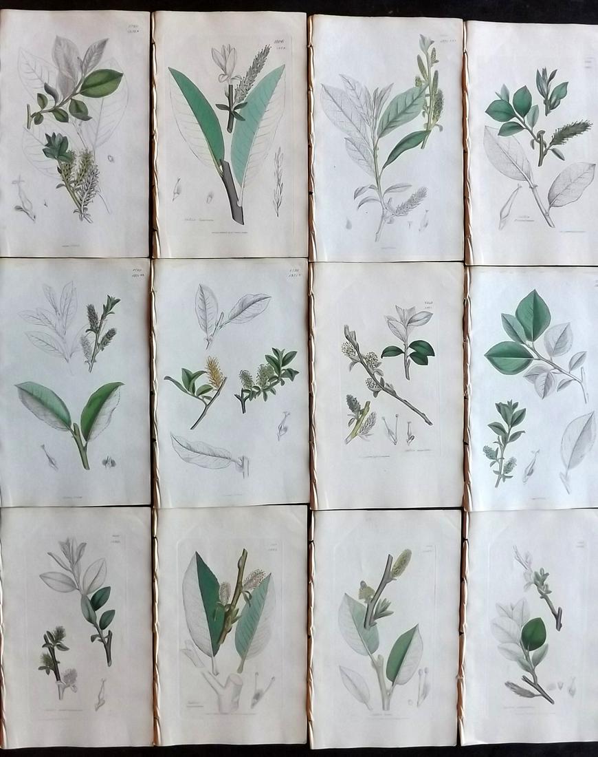 Sowerby, James 1846 Lot 12 Part HCol Botanical Prints (1 of 2)