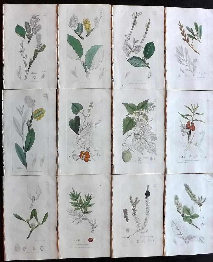 Sowerby, James 1846 Lot 12 Part HCol Botanical Prints (1 of 2)