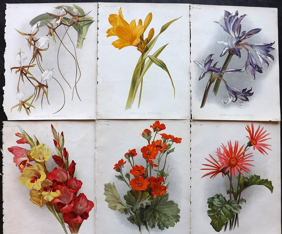 The Garden C1890 Lot of 6 Botanical Prints: Chromolithographs Published 1872-1927, London for "The Garden. An Illustrated Weekly Journal of Horticulture in all its Branches" Edited by William Robinson and others. Paper Size: 11.5 x 9 inch (29 x