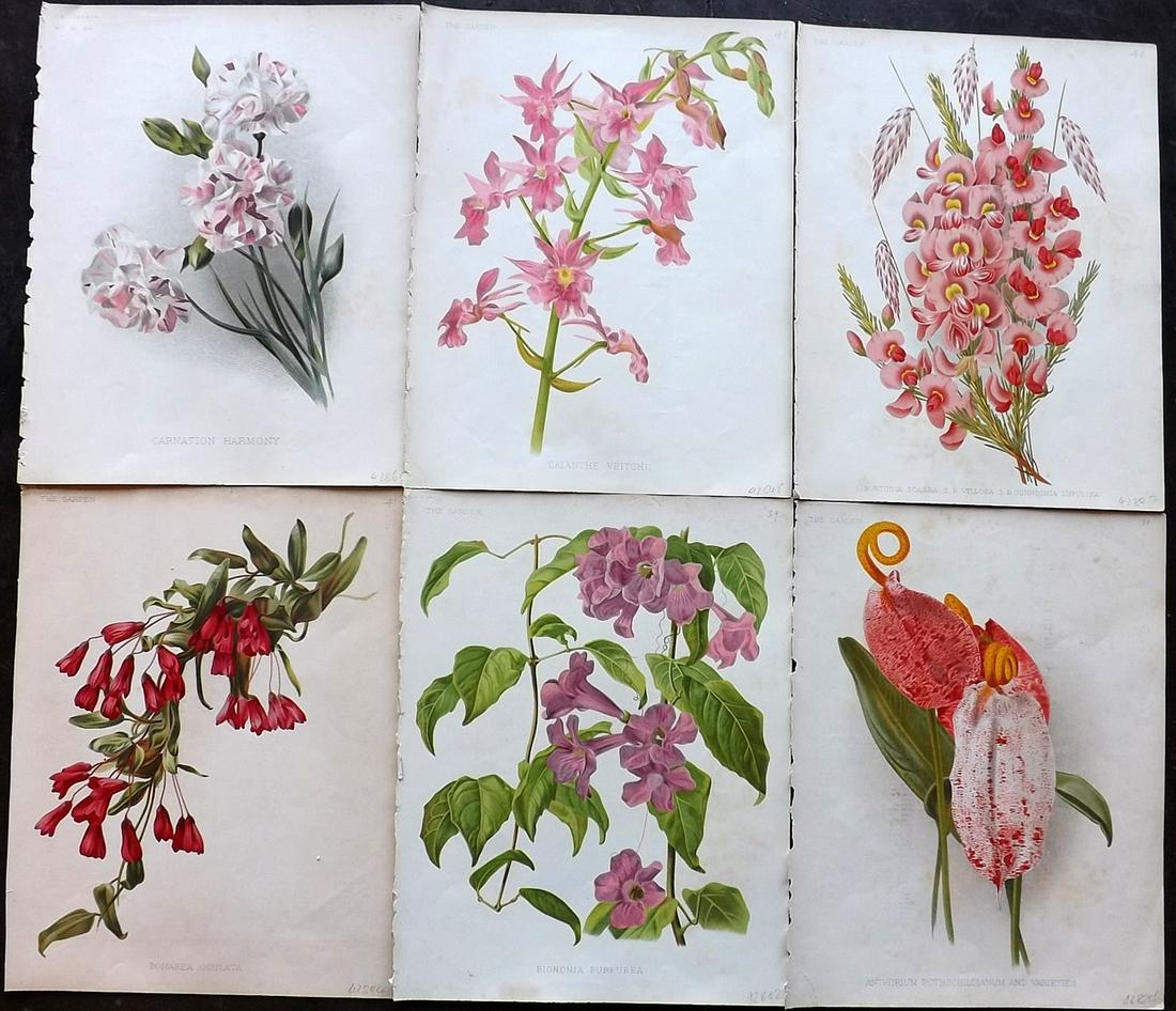 The Garden C1890 Lot of 6 Botanical Prints: Chromolithographs Published 1872-1927, London for "The Garden. An Illustrated Weekly Journal of Horticulture in all its Branches" Edited by William Robinson and others. Paper Size: 11.5 x 9 inch (29 x