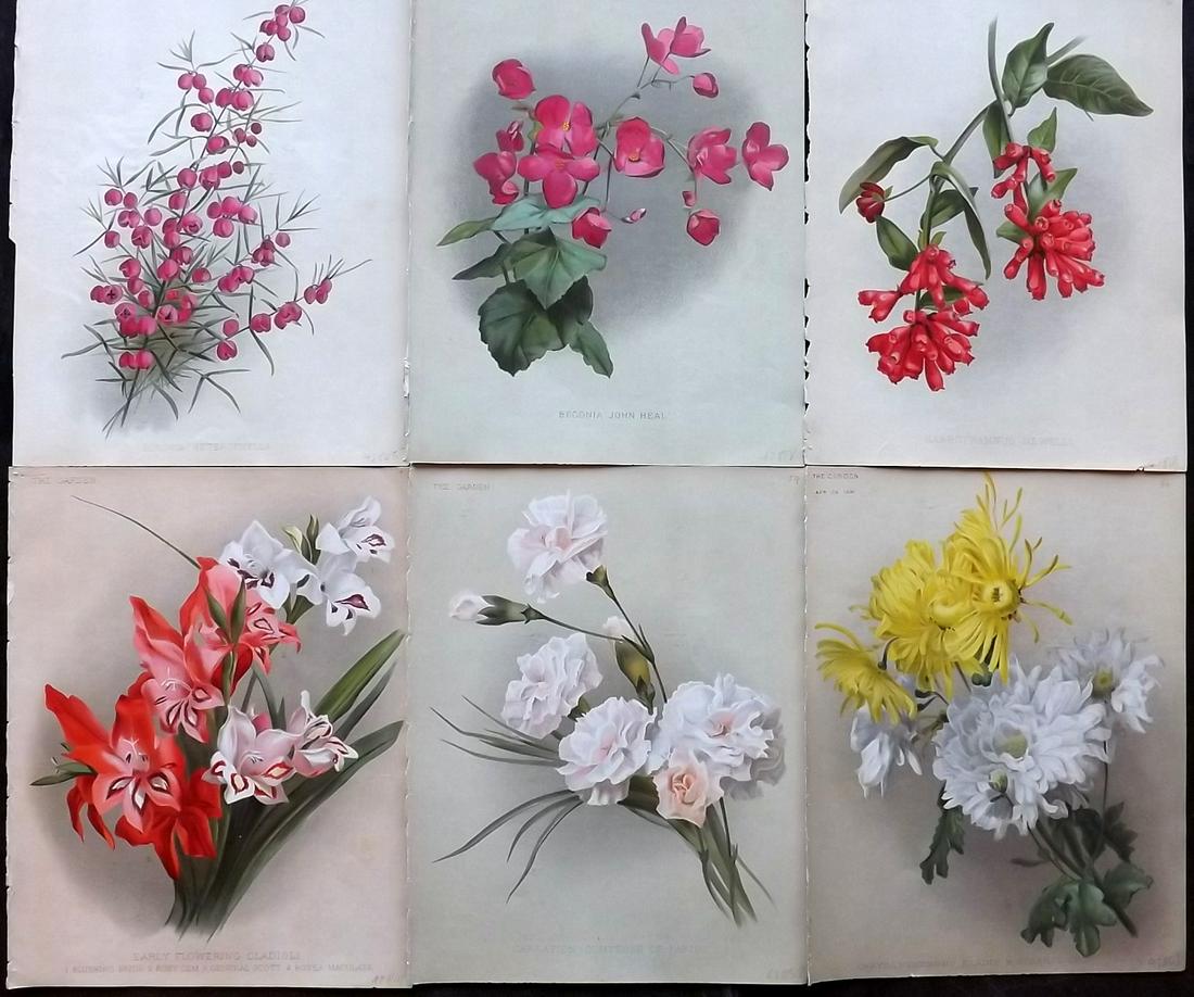 The Garden C1890 Lot of 6 Botanical Prints: Chromolithographs Published 1872-1927, London for "The Garden. An Illustrated Weekly Journal of Horticulture in all its Branches" Edited by William Robinson and others. Paper Size: 11.5 x 9 inch (29 x