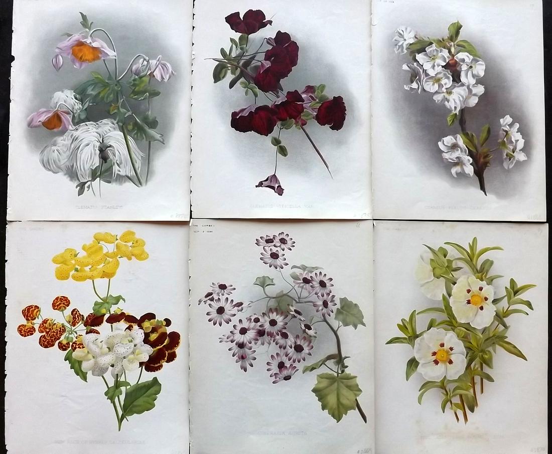 The Garden C1890 Lot of 6 Botanical Prints: Chromolithographs Published 1872-1927, London for "The Garden. An Illustrated Weekly Journal of Horticulture in all its Branches" Edited by William Robinson and others. Paper Size: 11.5 x 9 inch (29 x