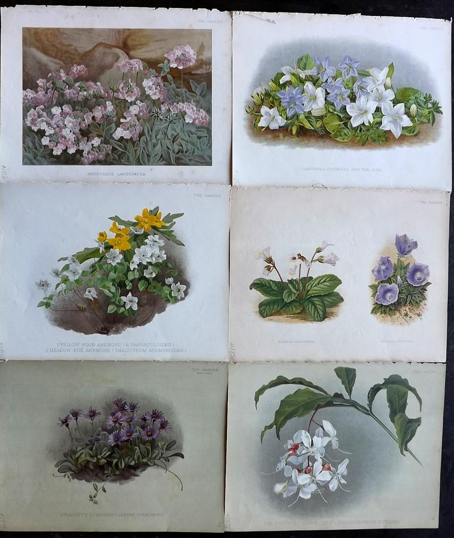 The Garden C1890 Lot of 6 Botanical Prints: Chromolithographs Published 1872-1927, London for "The Garden. An Illustrated Weekly Journal of Horticulture in all its Branches" Edited by William Robinson and others. Paper Size: 11.5 x 9 inch (29 x