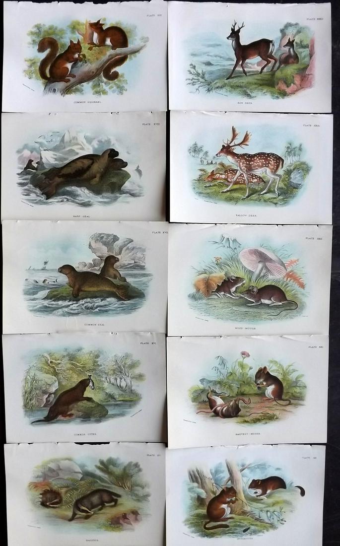 Lloyds's 1897 Lot of 10 Antique Prints. British Mammals: Chromolithographs Published 1894-97, London for "Lloyds's Natural History..." Edited by R. Bowdler Sharpe, W. F. Kirby, H. O. Forbes, R. Lydekker, and W. R. Olive-Grant. Illustrated after Keulemans, G