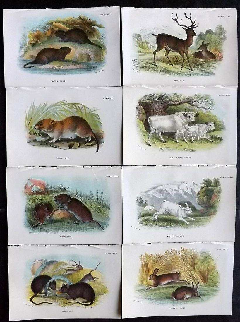 Lloyds's 1897 Lot of 8 Antique Prints. British Mammals: Chromolithographs Published 1894-97, London for "Lloyds's Natural History..." Edited by R. Bowdler Sharpe, W. F. Kirby, H. O. Forbes, R. Lydekker, and W. R. Olive-Grant. Illustrated after Keulemans, G