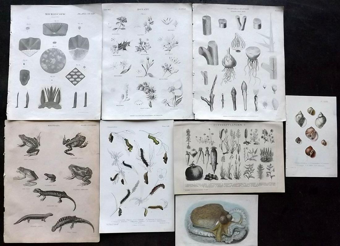 Natural History & Botanical 19th Cent. Mixed Lot of 8 (1 of 2)