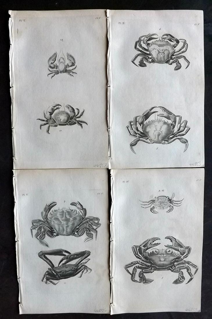 Pennant, Thomas 1776 Lot of 4 Antique Prints. Crabs: Copper Plates Published 1776-77, London for "British Zoology" by Thomas Pennant. Paper Size: 8 x 5 inch (21 x 13cm) Minor background toning/offsetting. Good Condition