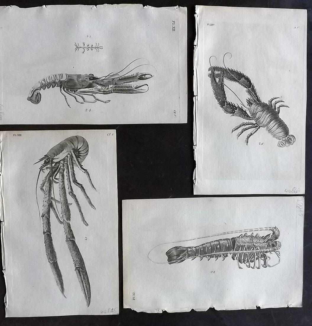 Pennant, Thomas 1776 Lot of 4 Antique Prints. Lobsters: Copper Plates Published 1776-77, London for "British Zoology" by Thomas Pennant. Paper Size: 8 x 5 inch (21 x 13cm) Minor background toning/offsetting. Good Condition