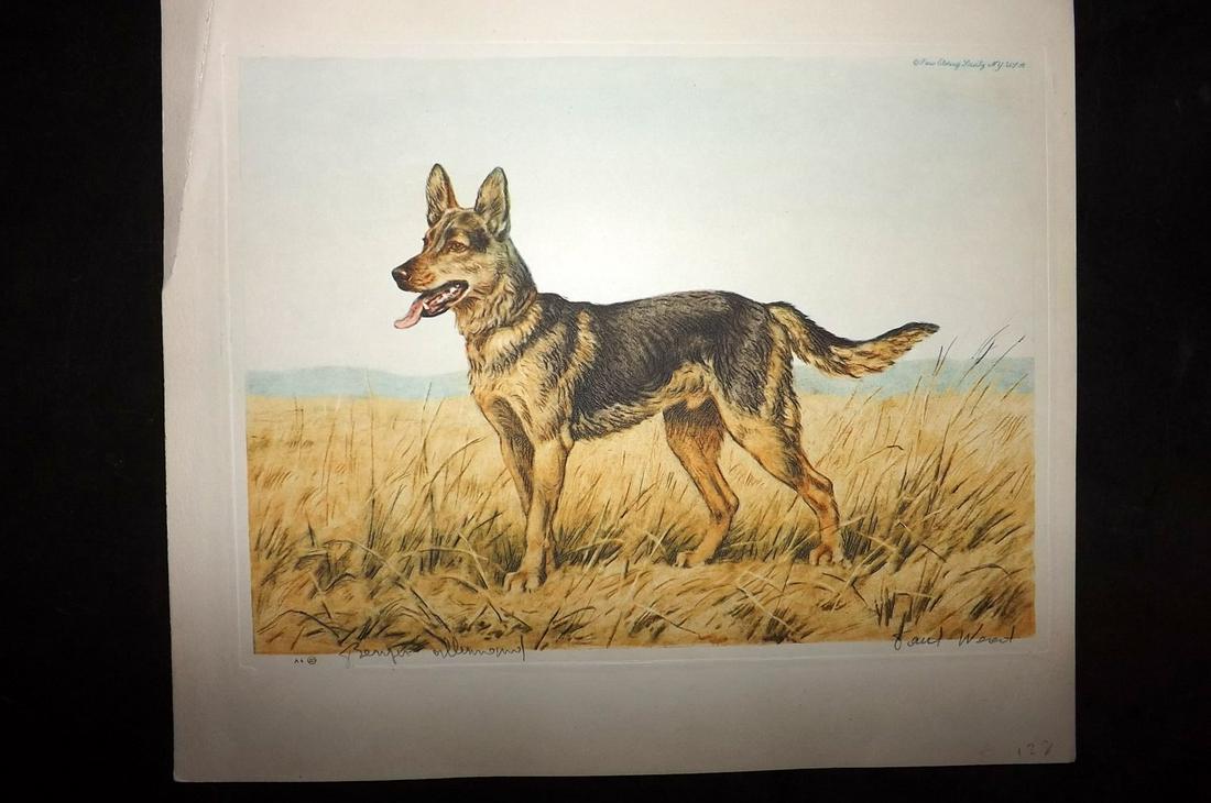 Wood, Paul C1935 Signed Dog Etching. Berger Allemand: Colour Printed Etching Published C1935 by the Paris Etching Society, New York. Drawn & Etched by Paul Wood. Signed and Titled in pencil by Wood, bottom margin. Paper Size: 9.5 x 8.5 inch (24 x 22cm) G