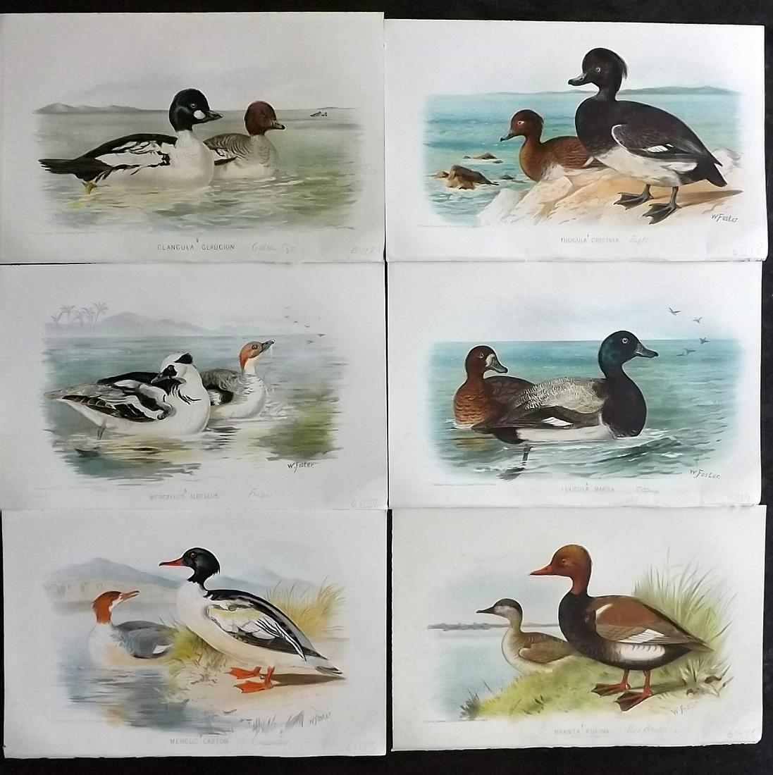 Finn, Frank 1915 Lot of 6 Antique Indian Bird Prints (1 of 2)