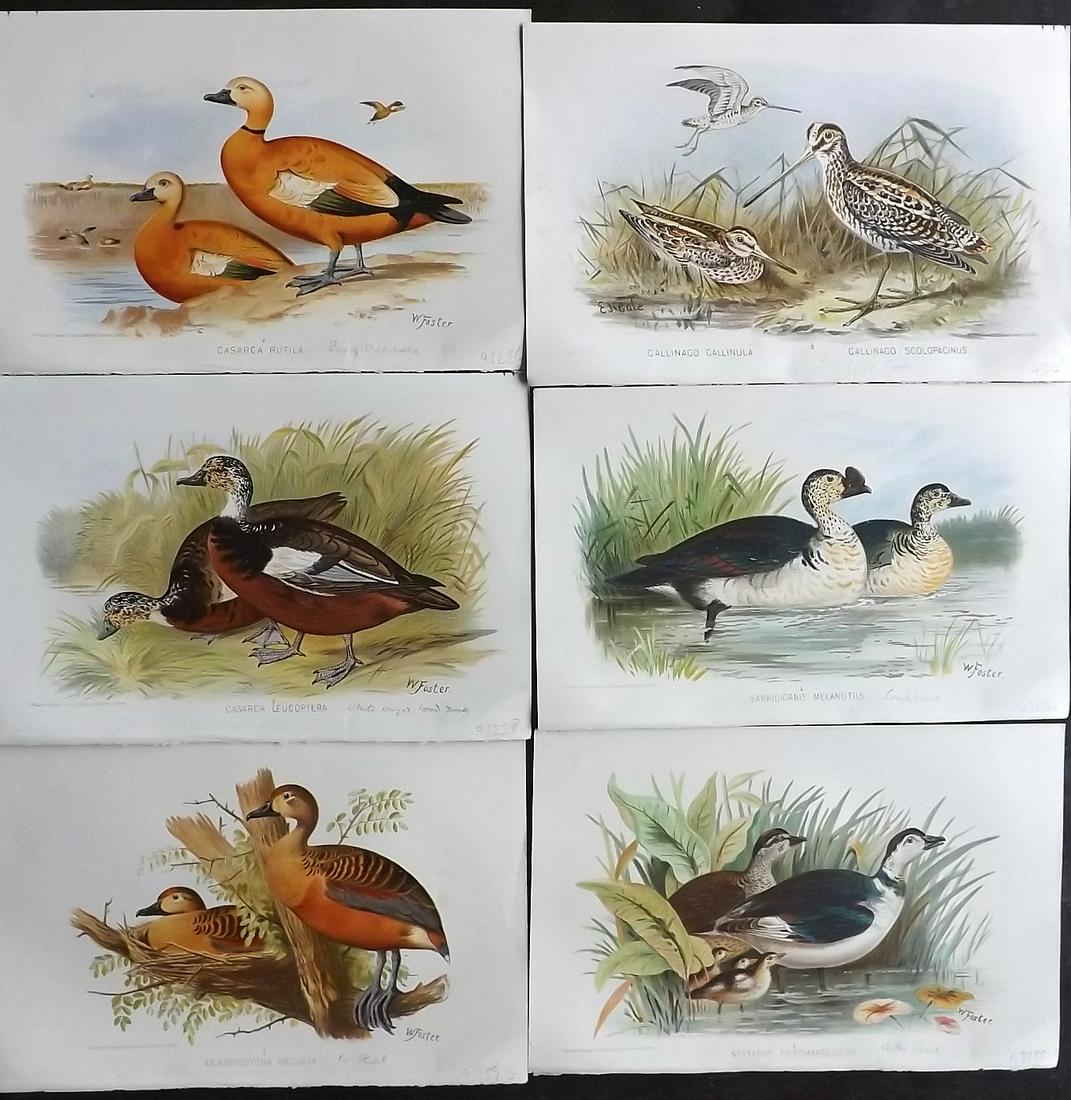 Finn, Frank 1915 Lot of 6 Antique Indian Bird Prints (1 of 2)