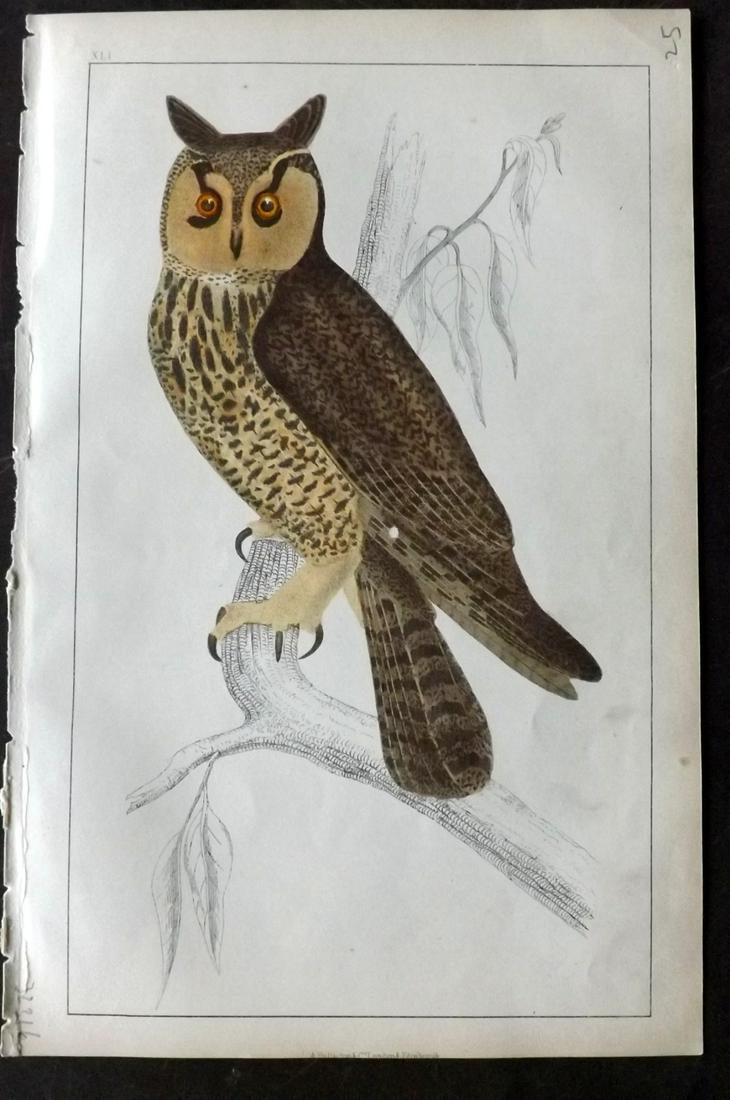 Goldsmith, Oliver C1850 HCol Bird Print. Long Eared Owl (1 of 2)