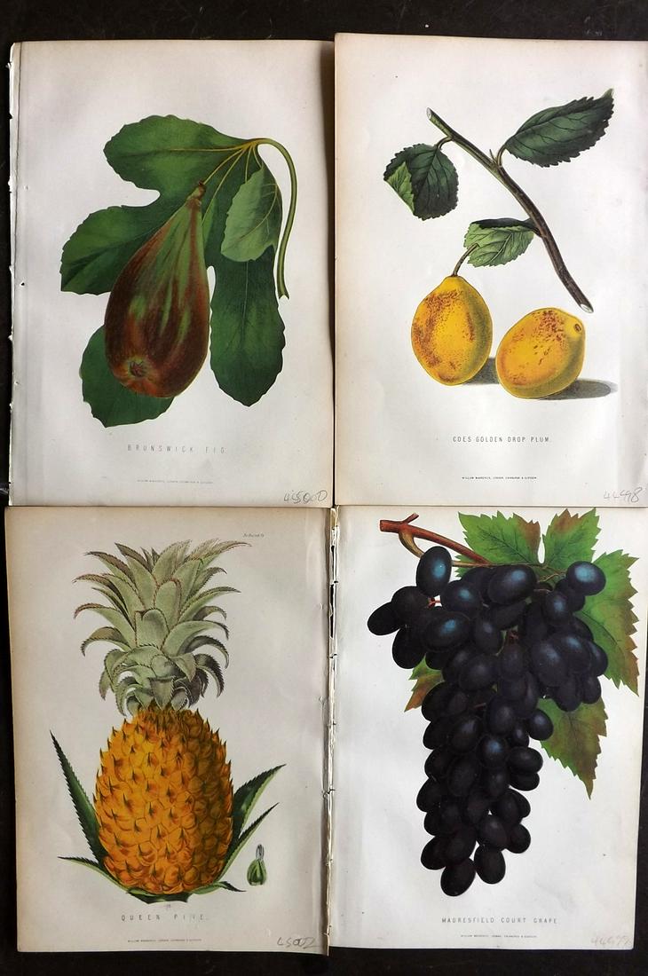 Anderson, James 1874 Lot of 4 Antique Fruit Prints (1 of 2)