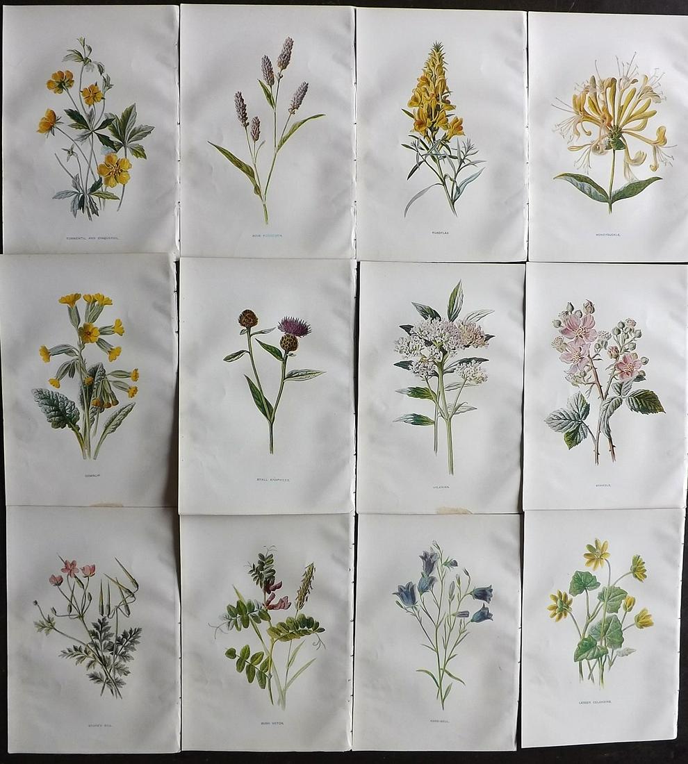 Hulme, Edward C1900 Lot of 12 Botanical Prints (1 of 2)
