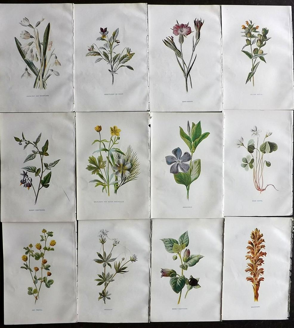 Hulme, Edward C1900 Lot of 12 Botanical Prints (1 of 2)