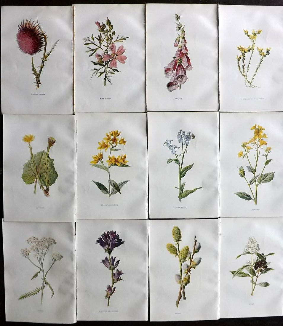 Hulme, Edward C1900 Lot of 12 Botanical Prints (1 of 2)